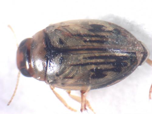 Hygrotus confluens